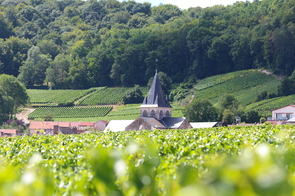 Trépail entre vigne & foret sur la route Touristique du Champagne